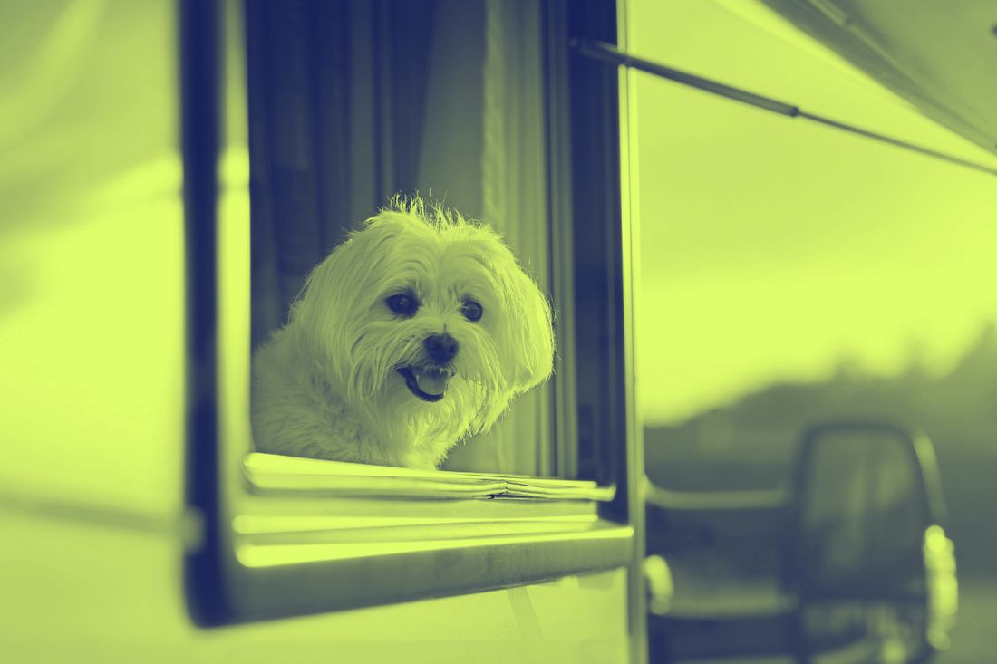 Hund schaut aus dem Fenster eines Wohnmobils &ndash;Hundehalter-Haftpflicht f&uuml;r Vanlife international